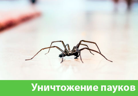 Избавиться от пауков в городе Чехов