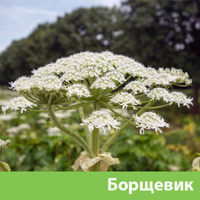 Борщевик в Чехове