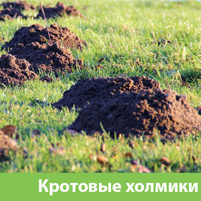Кроты на участке в Чехове