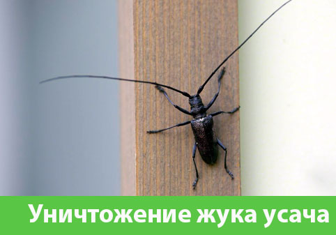 Обработка от жука усача в городе Чехов
