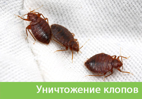 Уничтожение клопов в городе Чехов
