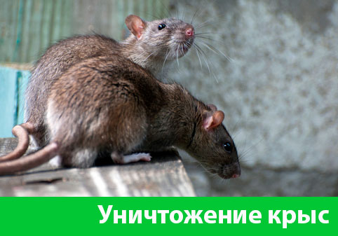 Уничтожение крыс в городе Чехов