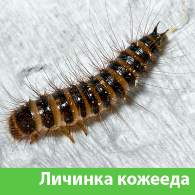 Личинка Кожееда в Чехове