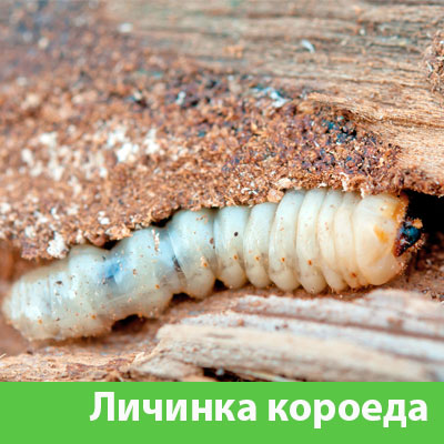 Уничтожение личинок короеда в Чехове