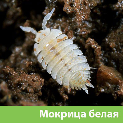 Мокрица в Чехове фото