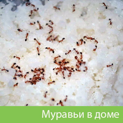 Муравьи в доме в Чехове