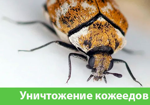Обработка от кожееда в городе Чехов 