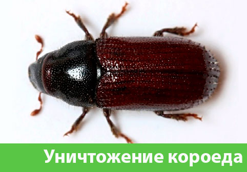 Обработка от древоточца в городе Чехов