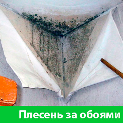 Удаление плесени в Чехове