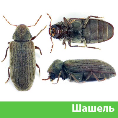 Обработка от шашеля в городе Чехов
