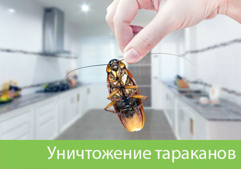 Уничтожение тараканов в городе Чехов