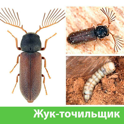 Уничтожение точильщика и личинок в Чехове