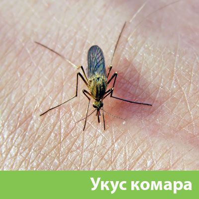 Укусы комаров в Чехове