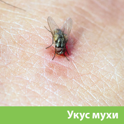 Уничтожение мух в Чехове