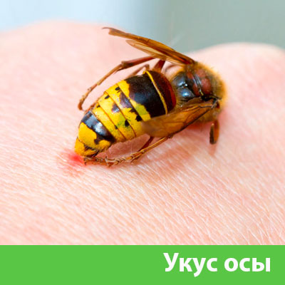 Профессиональное уничтожение ос и шершней в Чехове