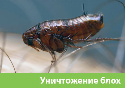 Уничтожение блох в городе Чехов