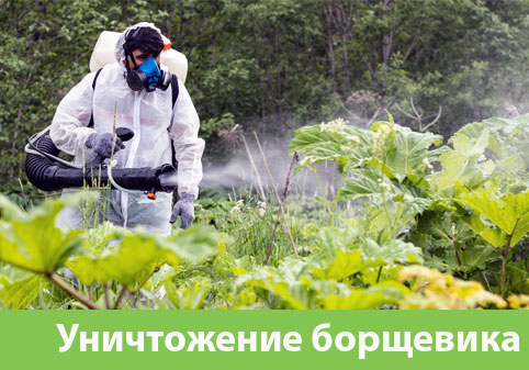 Уничтожение Борщевика в городе Чехов