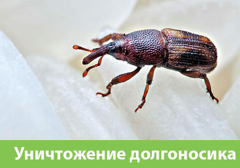 Уничтожение долгоносиков в городе Чехов
