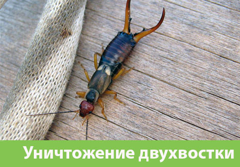 Уничтожение двухвостки в городе Чехов