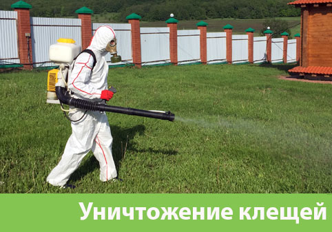 Уничтожение клещей в городе Чехов