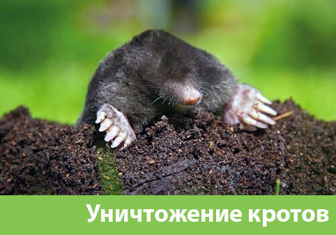 Уничтожение кротов в городе Чехов