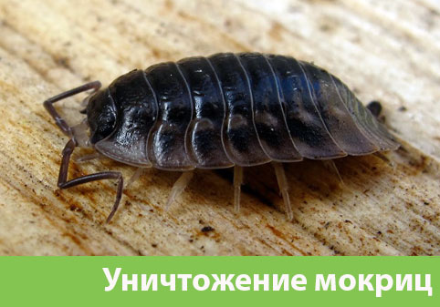 Мокрицы в квартире в городе Чехов