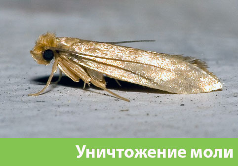 Уничтожение моли в городе Чехов 