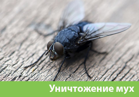 Уничтожение мух в городе Чехов