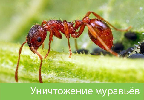 Уничтожение муравьёв в городе Чехов