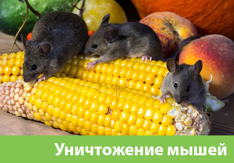 Уничтожение мышей в Чехове