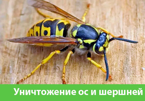 Уничтожение ос и шершней в городе Чехов